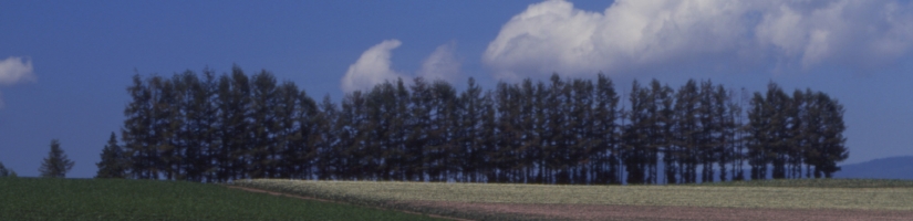 tree-4.jpg