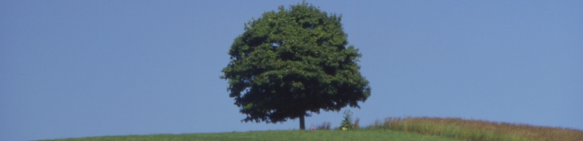 tree-2.jpg